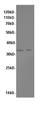Western Blot analysis of HepG-2 and K562 cells using MyD88 Polyclonal Antibody at dilution of 1:600