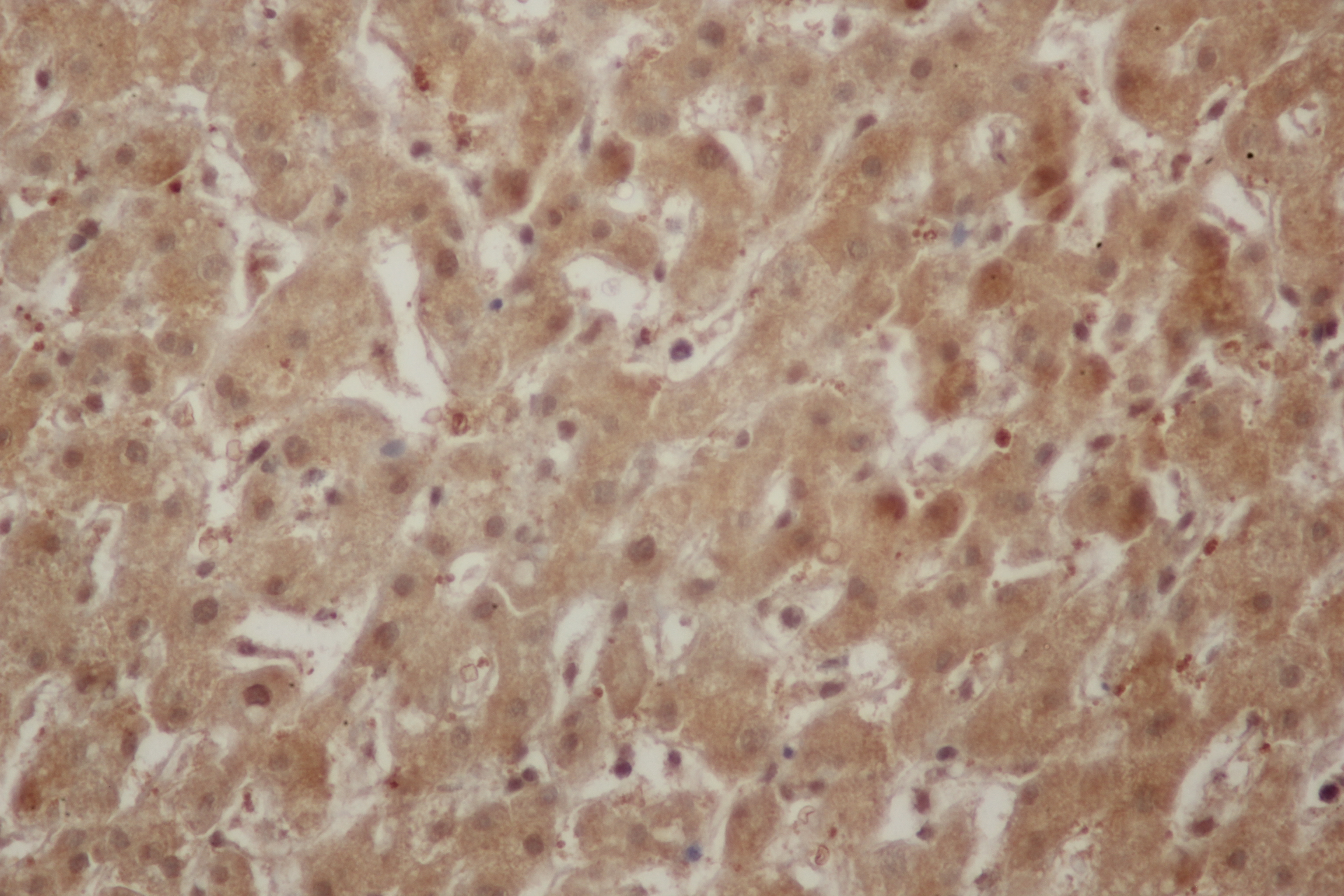 Immunohistochemistry of paraffin-embedded Rat liver using ENO1 Polyclonal Antibody at dilution of 1:50