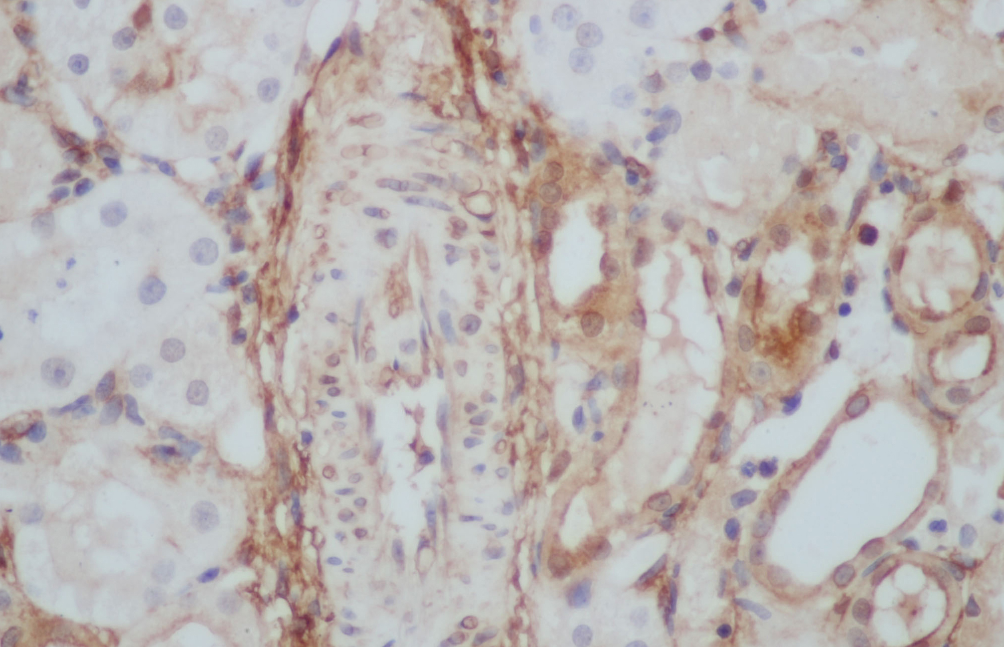 Immunohistochemistry of paraffin-embedded Rat kidney using ANXA5 Polyclonal Antibody at dilution of 1:50