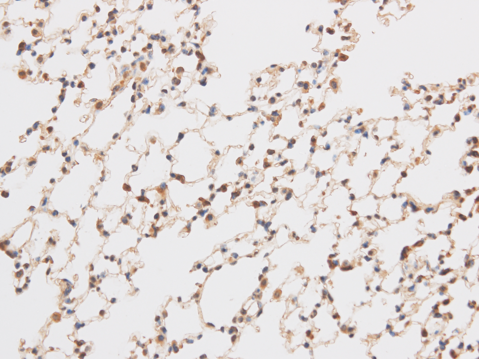 Immunohistochemistry of paraffin-embedded Mouse brain using TRIP4 Polyclonal Antibody at dilution of 1:50