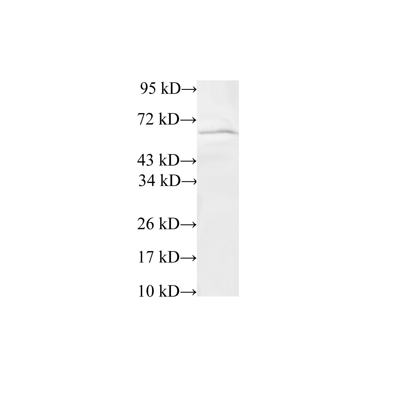 Western Blot analysis of 293T cells using TRIP4 Polyclonal Antibody at dilution of 1:600