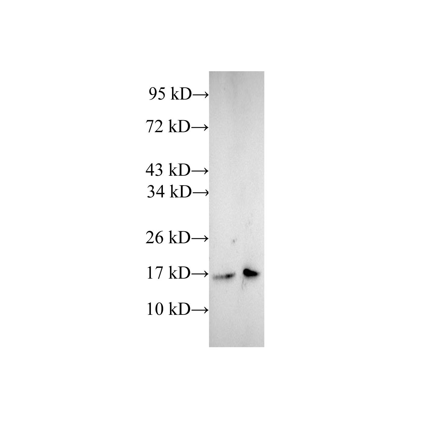 Western Blot analysis of A431 and Jurkat cells using CFL1 Polyclonal Antibody at dilution of 1:600