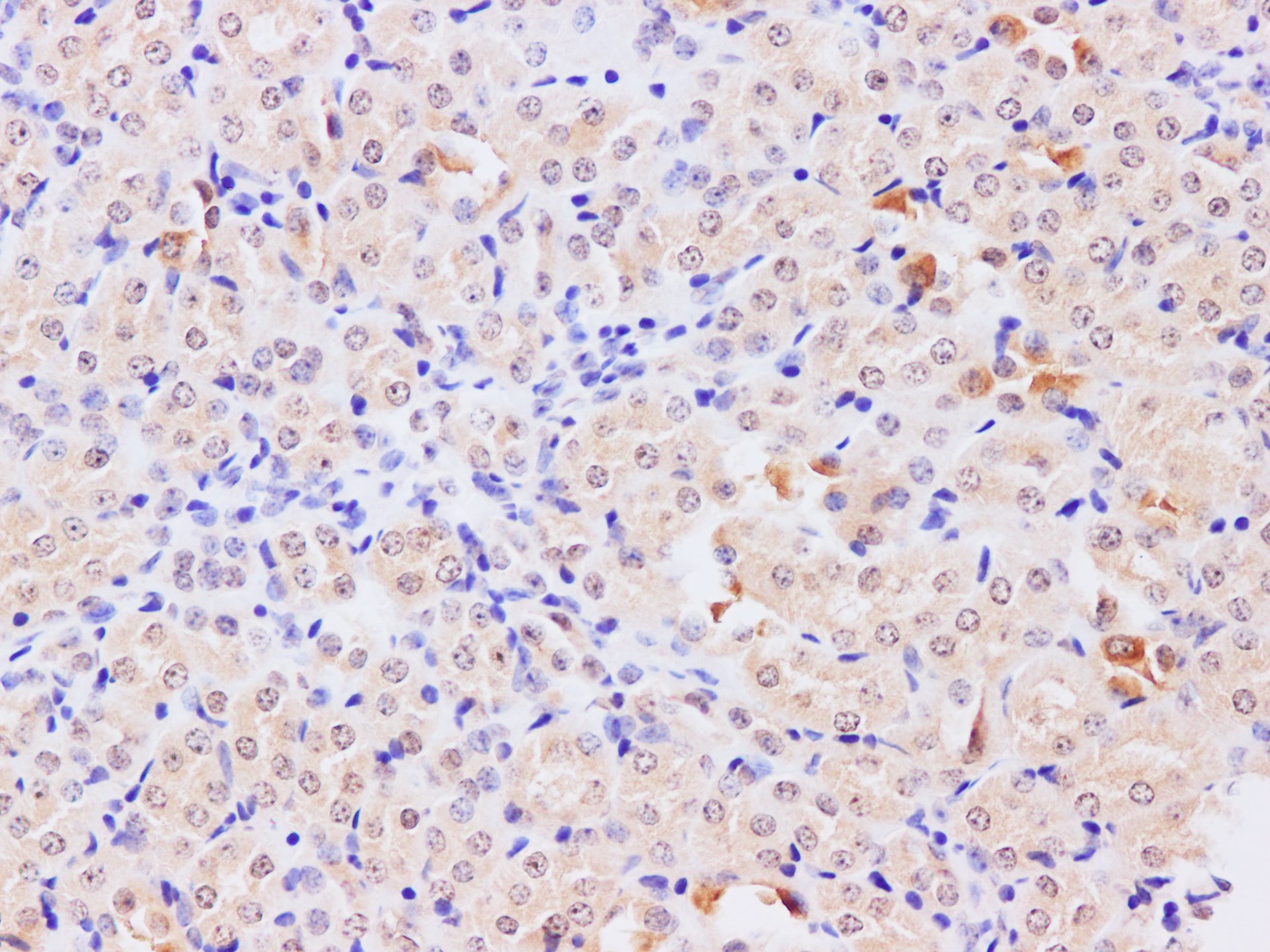 Immunohistochemistry of paraffin-embedded  Mouse kidney using TRAF5 Polyclonal Antibody at dilution of 1:200