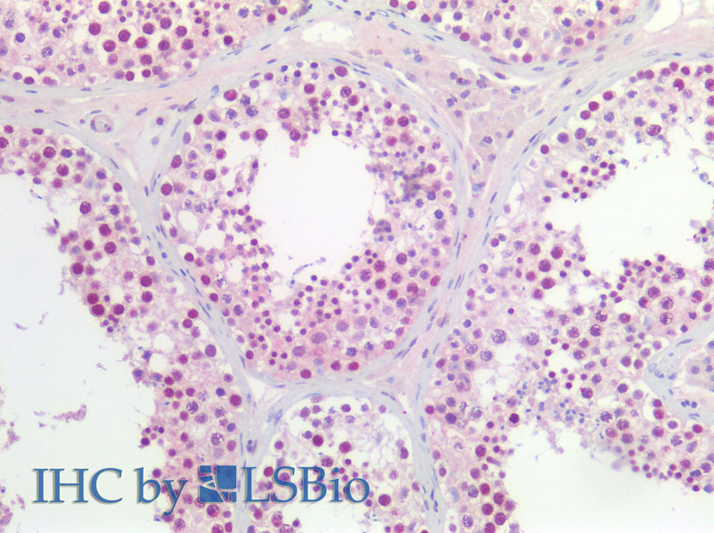 Immunohistochemistry of paraffin-embedded Human testis using CCNL2 Polyclonal Antibody at dilution of 1:200.