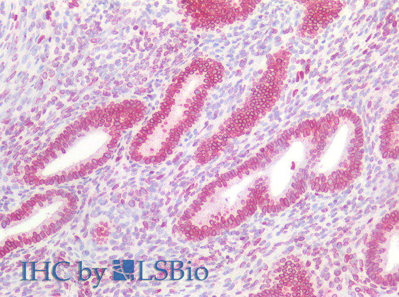 Immunohistochemistry of paraffin-embedded Human uterus using Lamin B1 Polyclonal Antibody at dilution of 1:100.