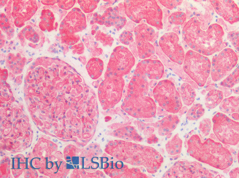 Immunohistochemistry of paraffin-embedded Human kidney using SPTAN1 Polyclonal Antibody at dilution of 1:100.