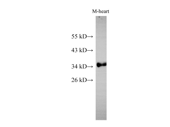 Western Blot analysis of Mouse heart using Cytochrome c1 Polyclonal Antibody at dilution of 1:500