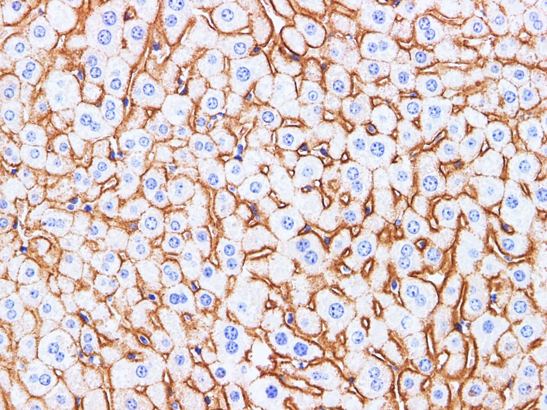 Immunohistochemistry of paraffin-embedded Mouse liver using BSG Polyclonal Antibody at dilution of 1:200