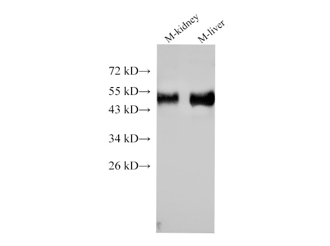 Western Blot analysis of Mouse kidney and Mouse liver using BSG Polyclonal Antibody at dilution of 1:1000