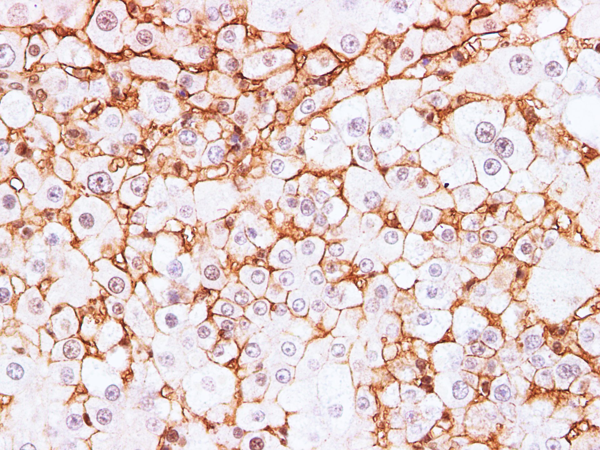 Immunohistochemistry of paraffin-embedded Rat liver using BSG Polyclonal Antibody at dilution of 1:200