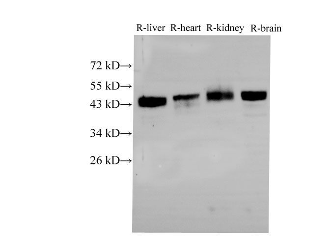 Western Blot analysis of Rat liver, Rat heart,Rat kidney and Rat brain using BSG Polyclonal Antibody at dilution of 1:2000