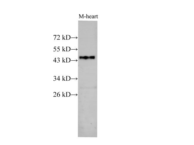 Western Blot analysis of Mouse heart using BSG Polyclonal Antibody at dilution of 1:1000