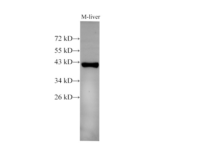 Western Blot analysis of Mouse liver using EpCAM Polyclonal Antibody at dilution of 1:500