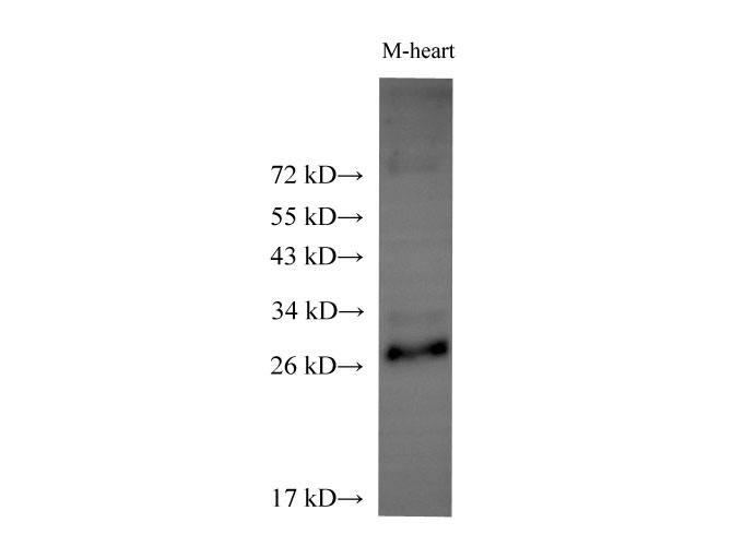 Western Blot analysis of Mouse Heart using ADIPOQ Polyclonal Antibody at dilution of 1:500