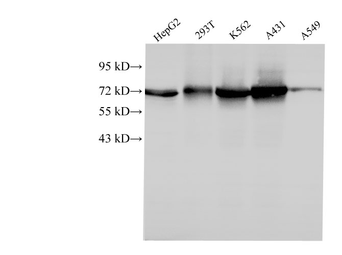 Western Blot analysis of HepG2, 293T, k562, A431 and A549 cells using HSPA1A Polyclonal Antibody at dilution of 1:1000