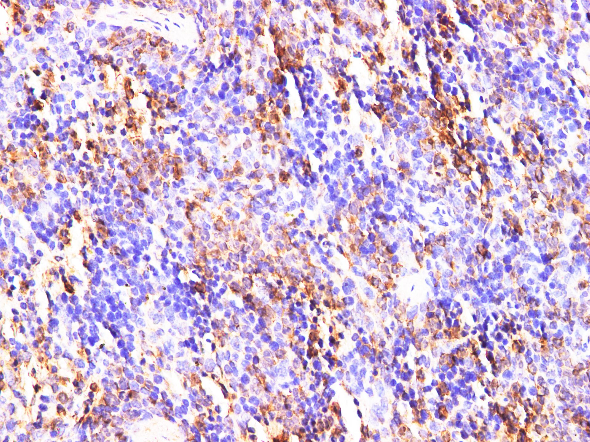 Immunohistochemistry of paraffin-embedded Mouse spleen using S100A9 Polyclonl Antibody at dilution of 1:200.