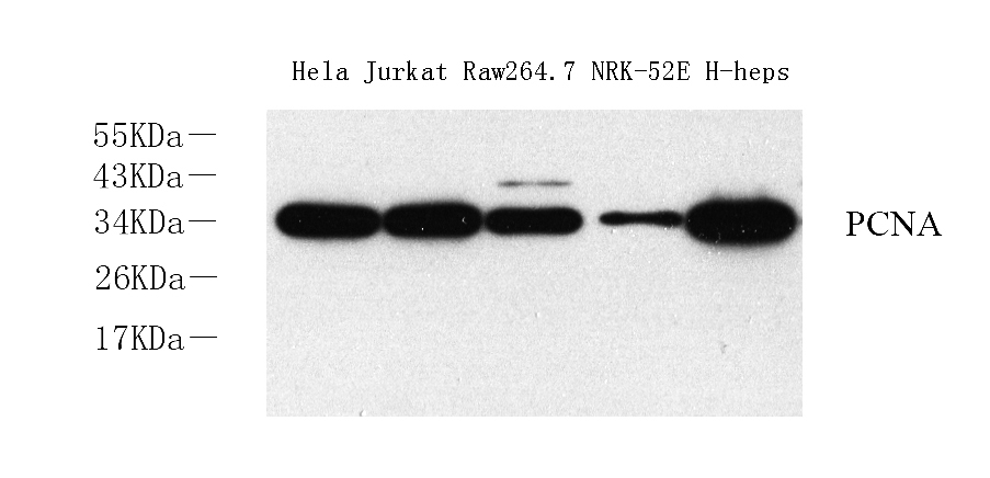Western Blot analysis of various samples using Proliferating Cell Nuclear Antigen Polyclonal Antibody at dilution of 1:2000.