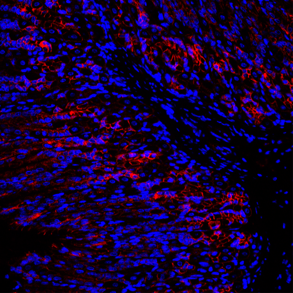 Immunofluorescence analysis of Mouse stomach  using Catenin beta Polyclonal Antibody at dilution of 1:300.