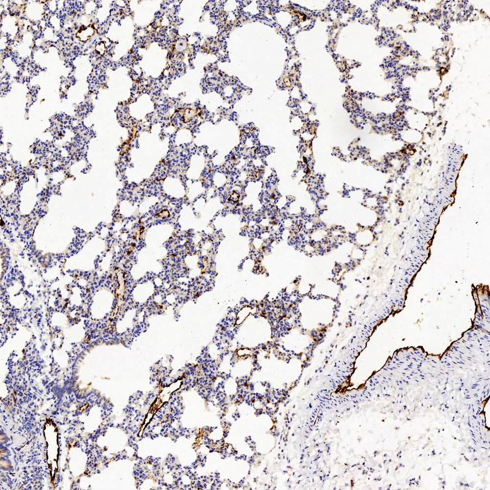 Immunohistochemistry analysis of paraffin-embedded Rat lung  using VWF Polyclonal Antibody at dilution of 1:500.
