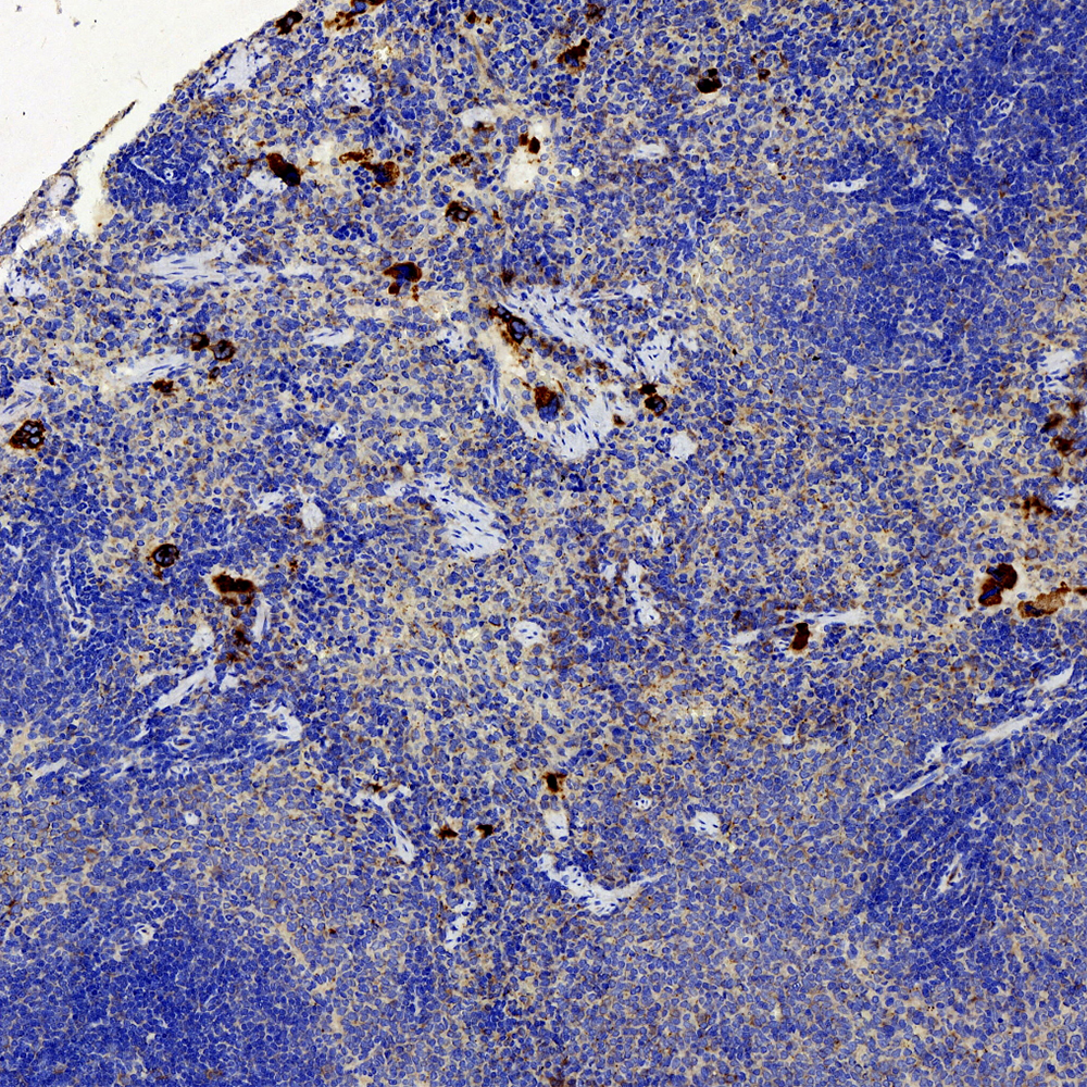 Immunohistochemistry analysis of paraffin-embedded Rat spleen  using VWF Polyclonal Antibody at dilution of 1:500.