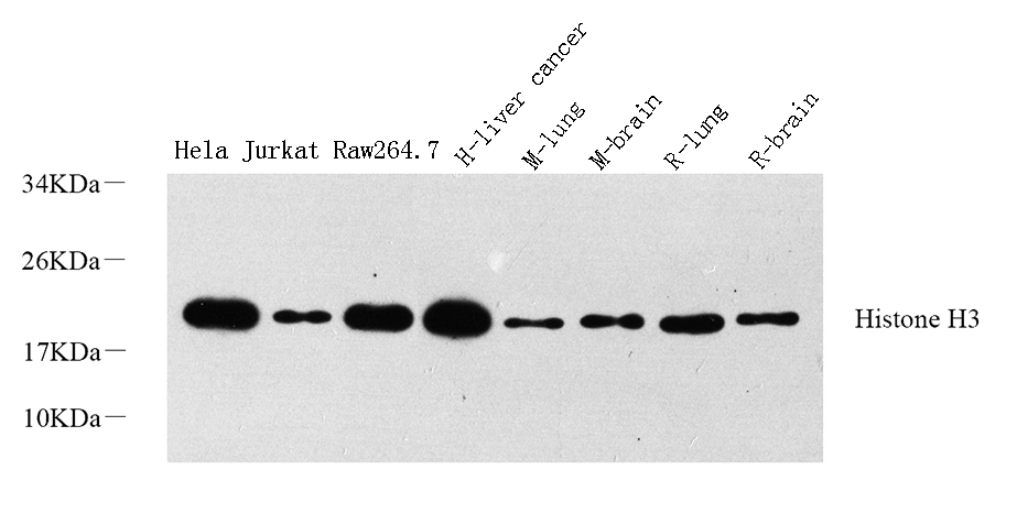 Western Blot analysis of various samples using Histone H3 Polyclonal Antibody at dilution of 1:1000.