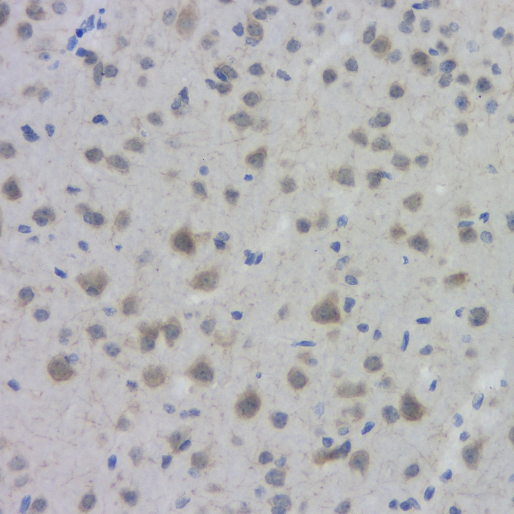 Immunohistochemistry analysis of paraffin-embedded mouse brain  using ACHE Polyclonal Antibody at dilution of 1:300.