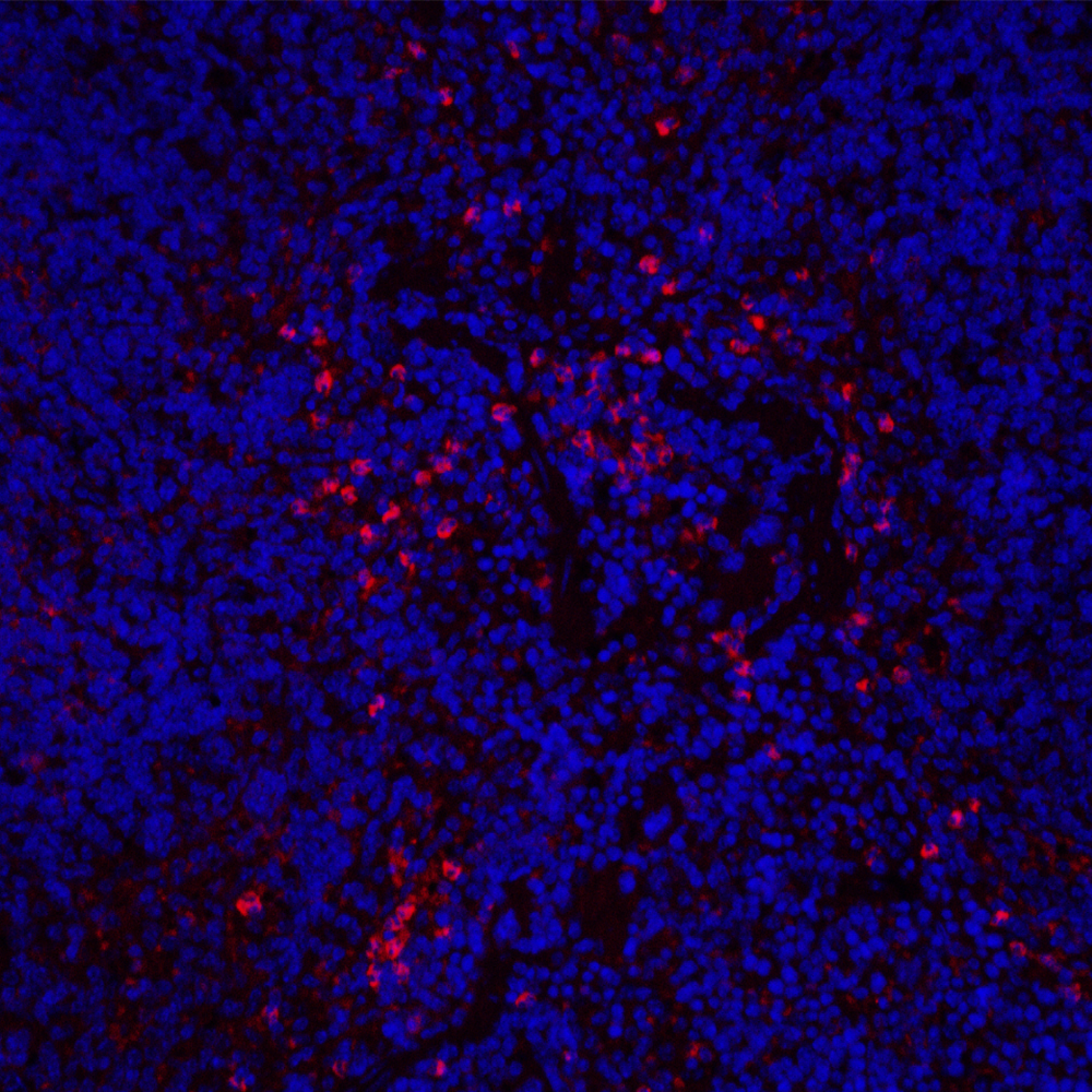 Immunofluorescence analysis of Mouse inflammatory spleen  using ITGAX Polyclonal Antibody at dilution of 1:200.