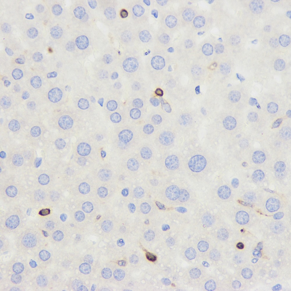 Immunohistochemistry analysis of paraffin-embedded mouse liver  using CD45 Polyclonal Antibody at dilution of 1:500.