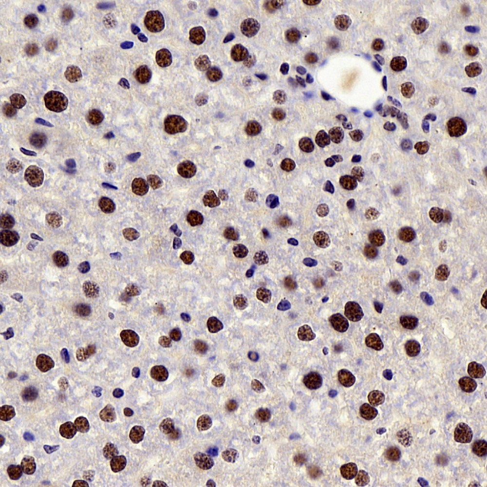 Immunohistochemistry analysis of paraffin-embedded mouse liver  using c-Fos Polyclonal Antibody at dilution of 1:200.