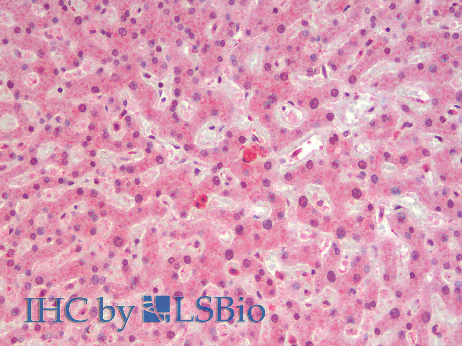 Immunohistochemistry analysis of paraffin-embedded Human Liver using c-Fos Polyclonal Antibody.