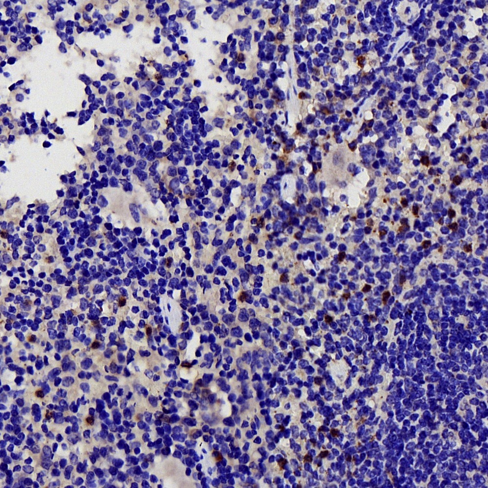 Immunohistochemistry analysis of paraffin-embedded Mouse spleen  using COX2 Polyclonal Antibody at dilution of 1:500.