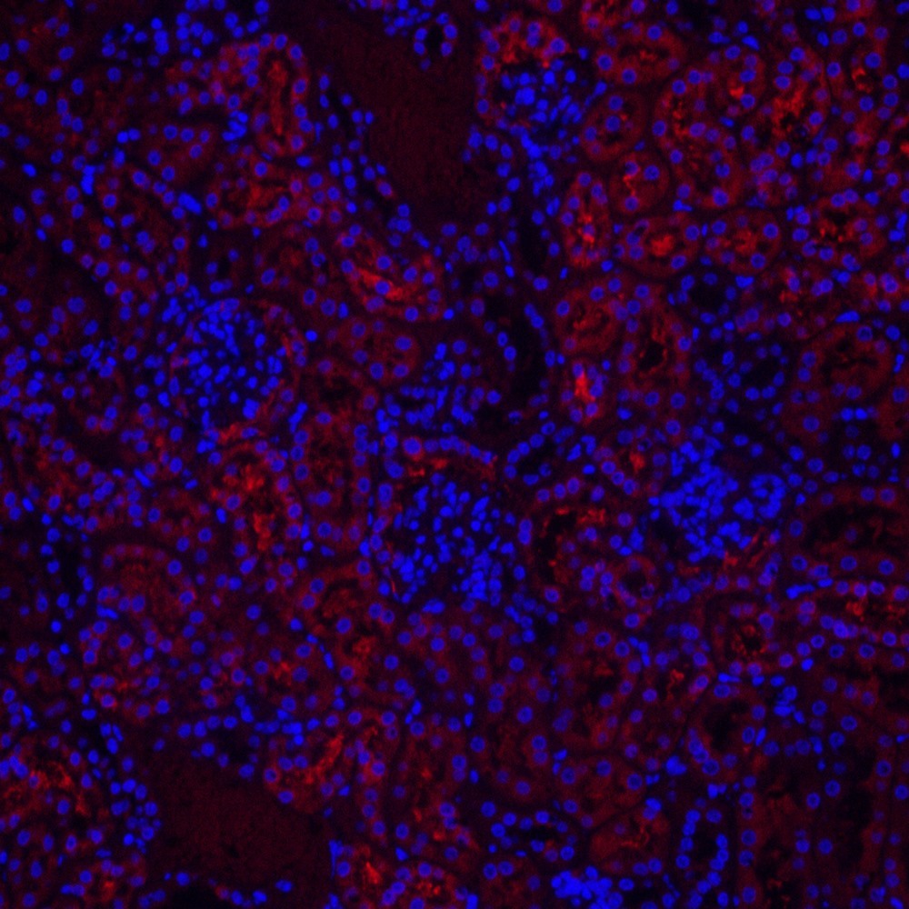 Immunofluorescence analysis of paraffin-embedded mouse kidney  using CYCS Polyclonal Antibody at dilution of 1:500.