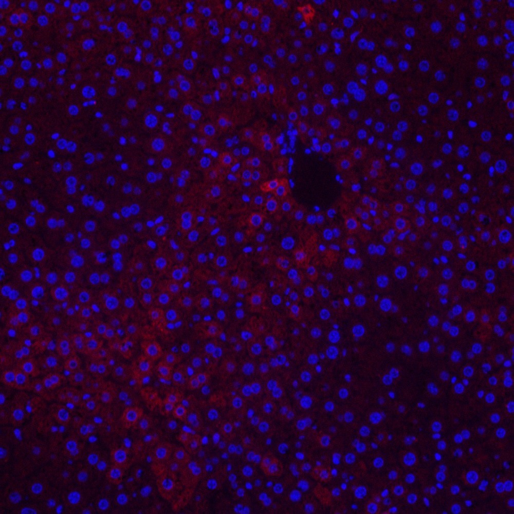Immunofluorescence analysis of paraffin-embedded mouse liver  using CYCS Polyclonal Antibody at dilution of 1:500.
