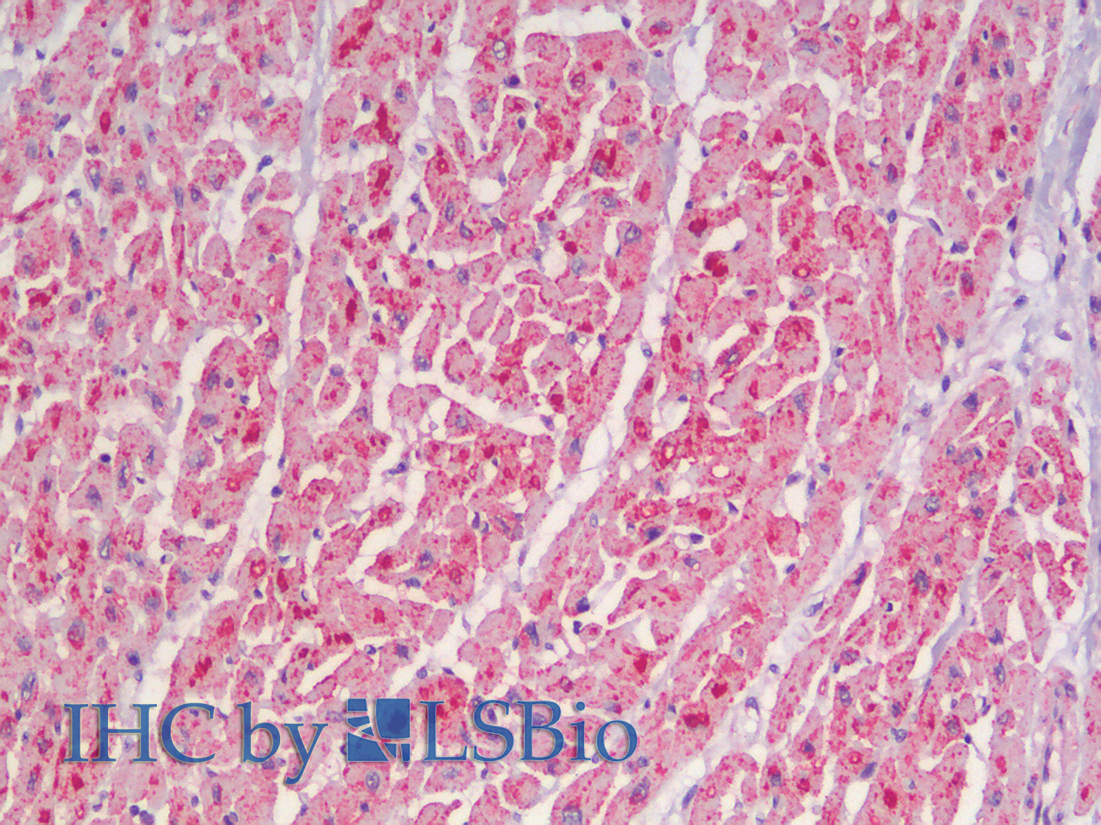 Immunohistochemistry analysis of paraffin-embedded Human Heart using CYCS Polyclonal Antibody.