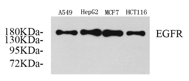 Western Blot analysis of various samples using EGFR Polyclonal Antibody at dilution of 1:750.