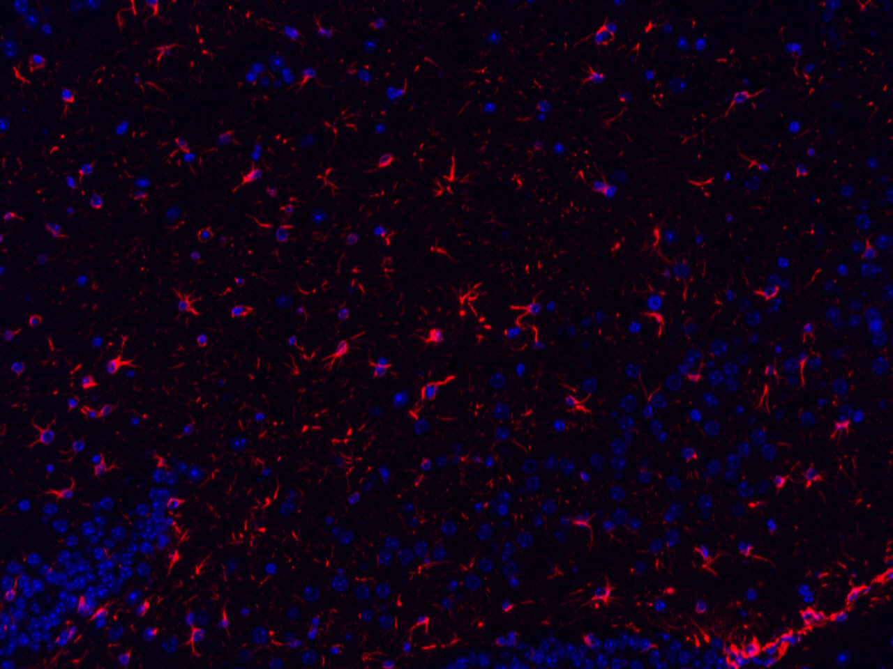 Immunofluorescence analysis of paraffin-embedded mouse brain  using GFAP Polyclonal Antibody at dilution of 1:300.