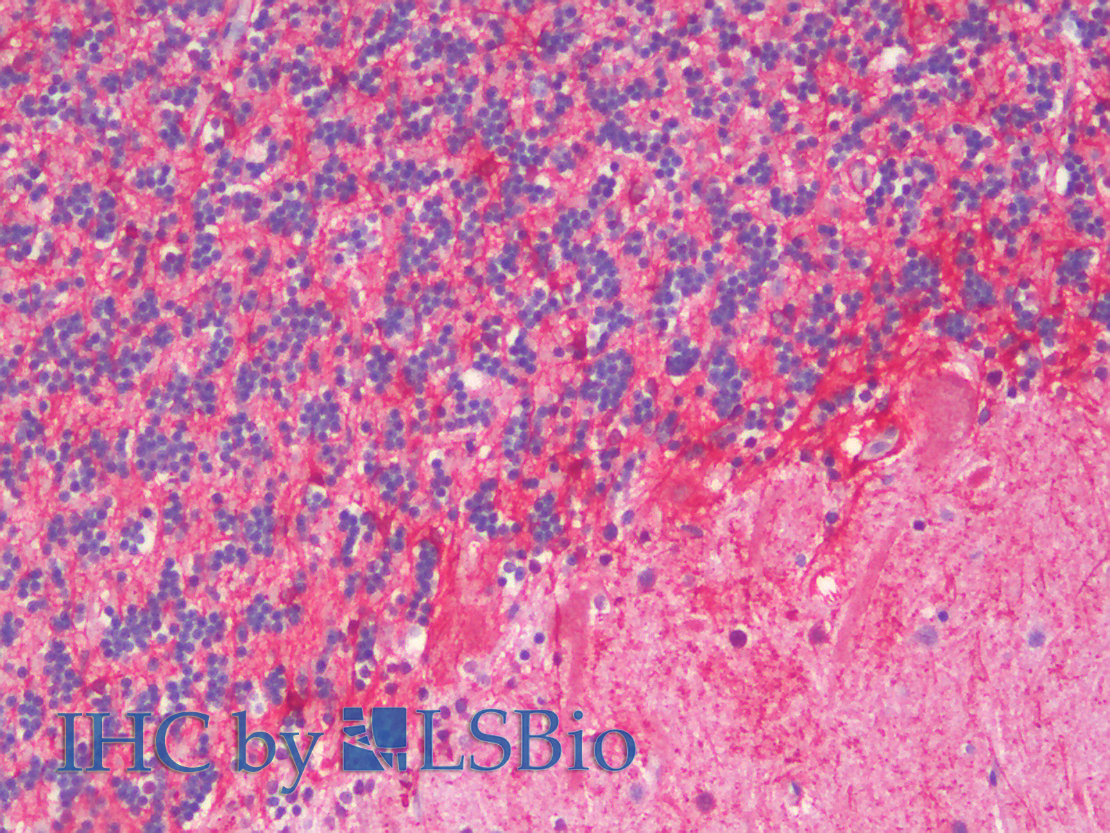 Immunohistochemistry analysis of paraffin-embedded Human Cerebellum using GFAP Polyclonal Antibody.