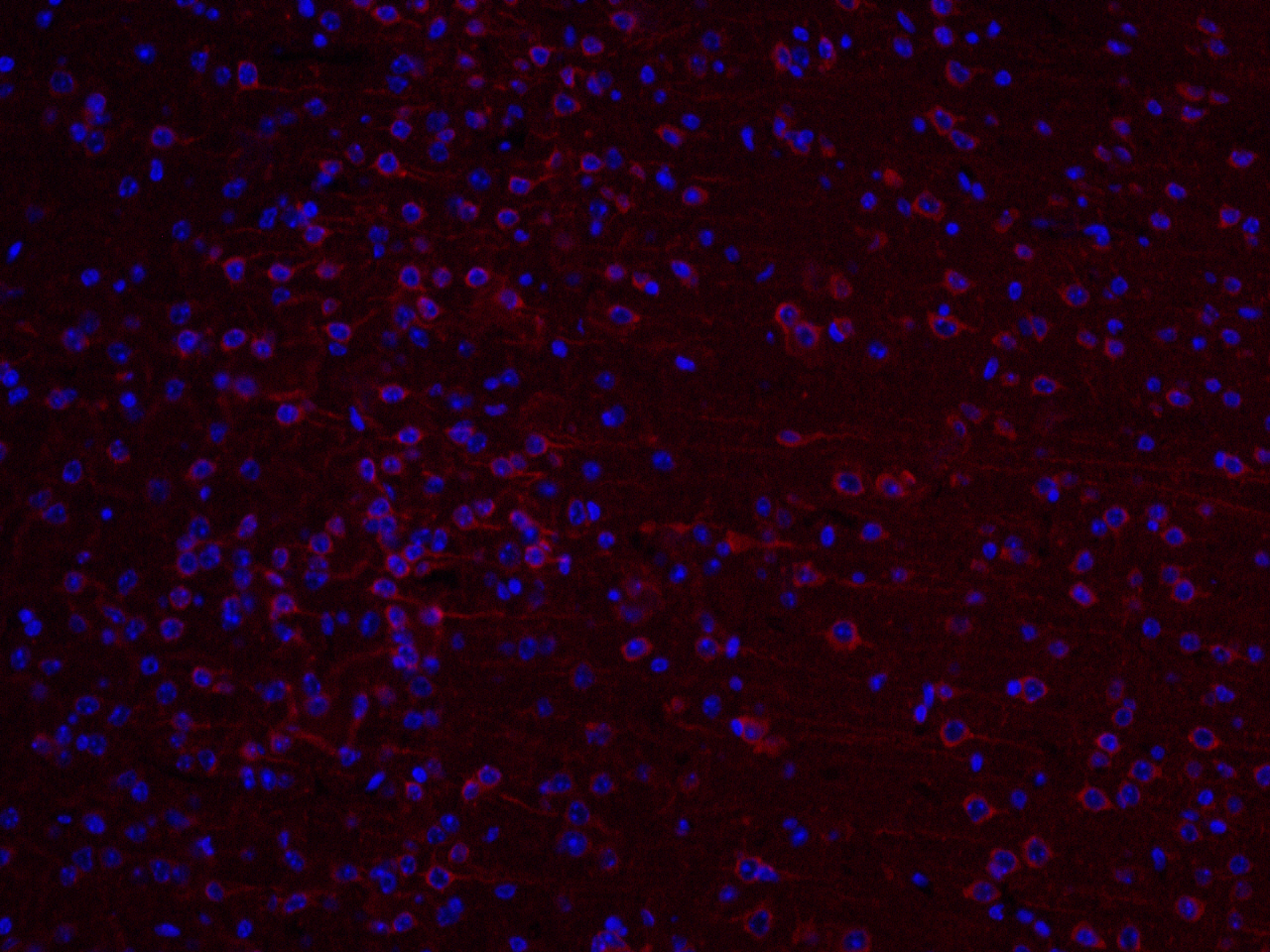 Immunofluorescence analysis of paraffin-embedded mouse brain  using HSPA5 Polyclonal Antibody at dilution of 1:200.