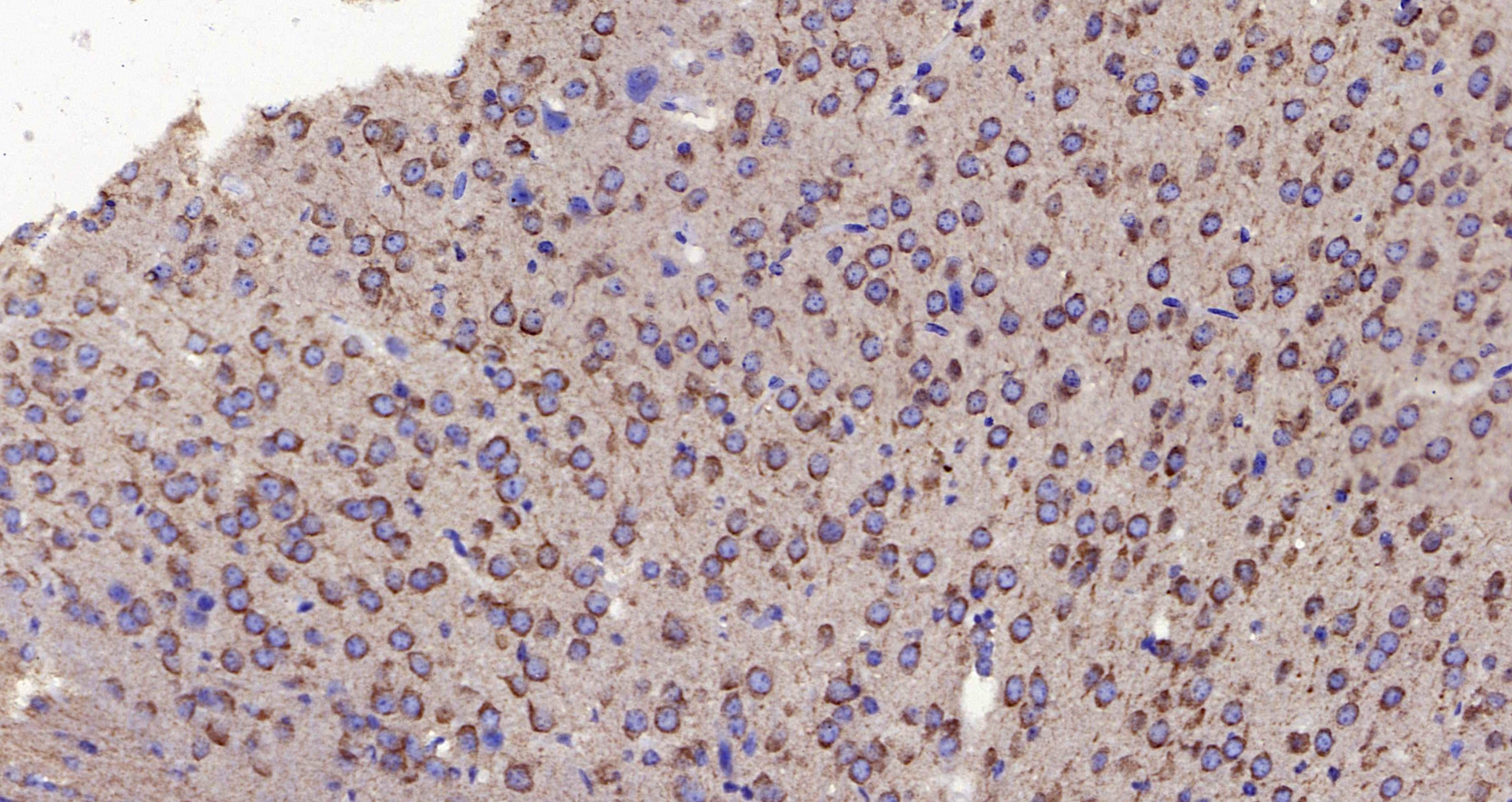 Immunohistochemistry analysis of paraffin-embedded Mouse brain  using HSPA5 Polyclonal Antibody at dilution of 1:300.