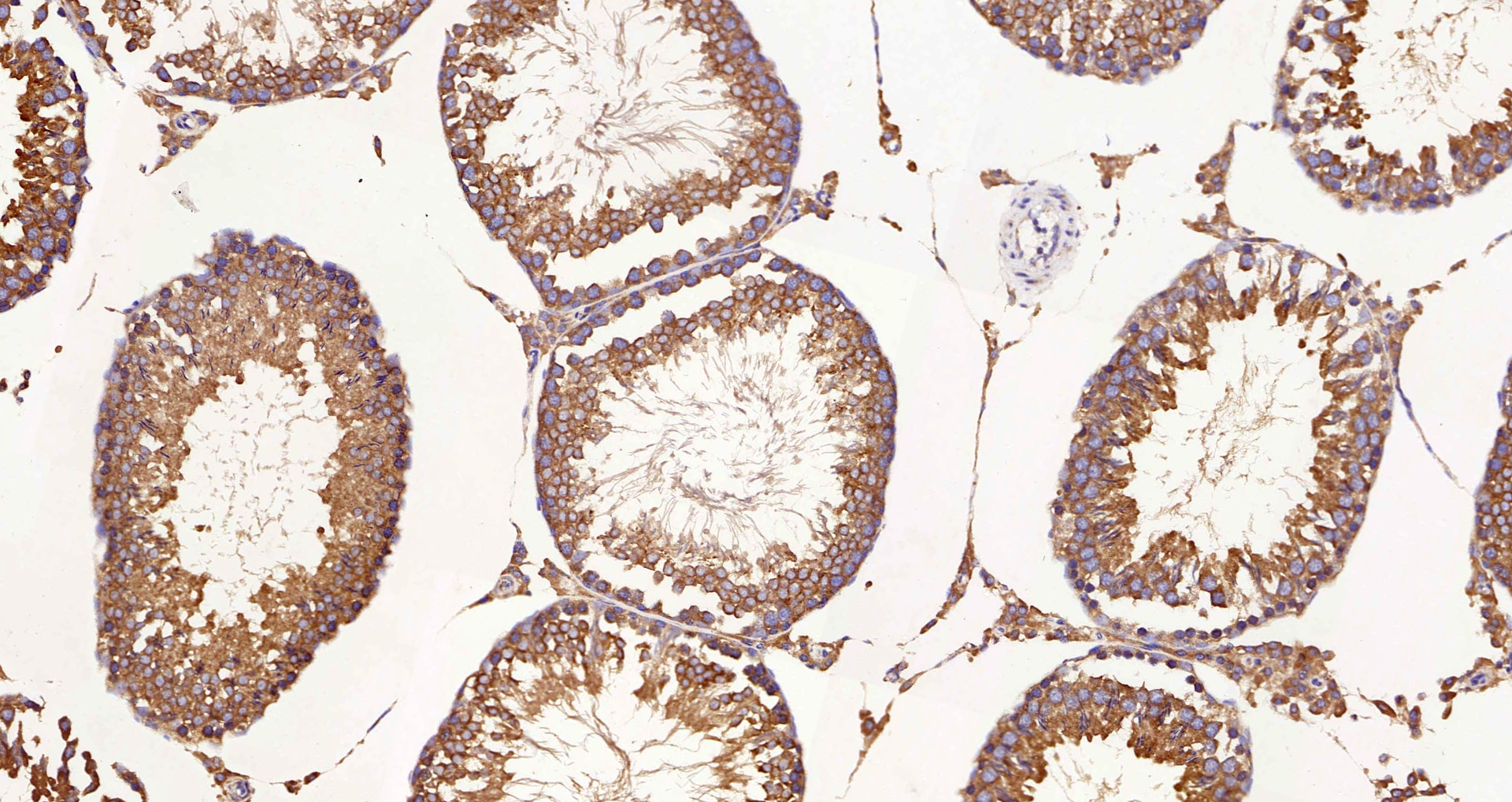 Immunohistochemistry analysis of paraffin-embedded Rat testis  using HSPA5 Polyclonal Antibody at dilution of 1:300.