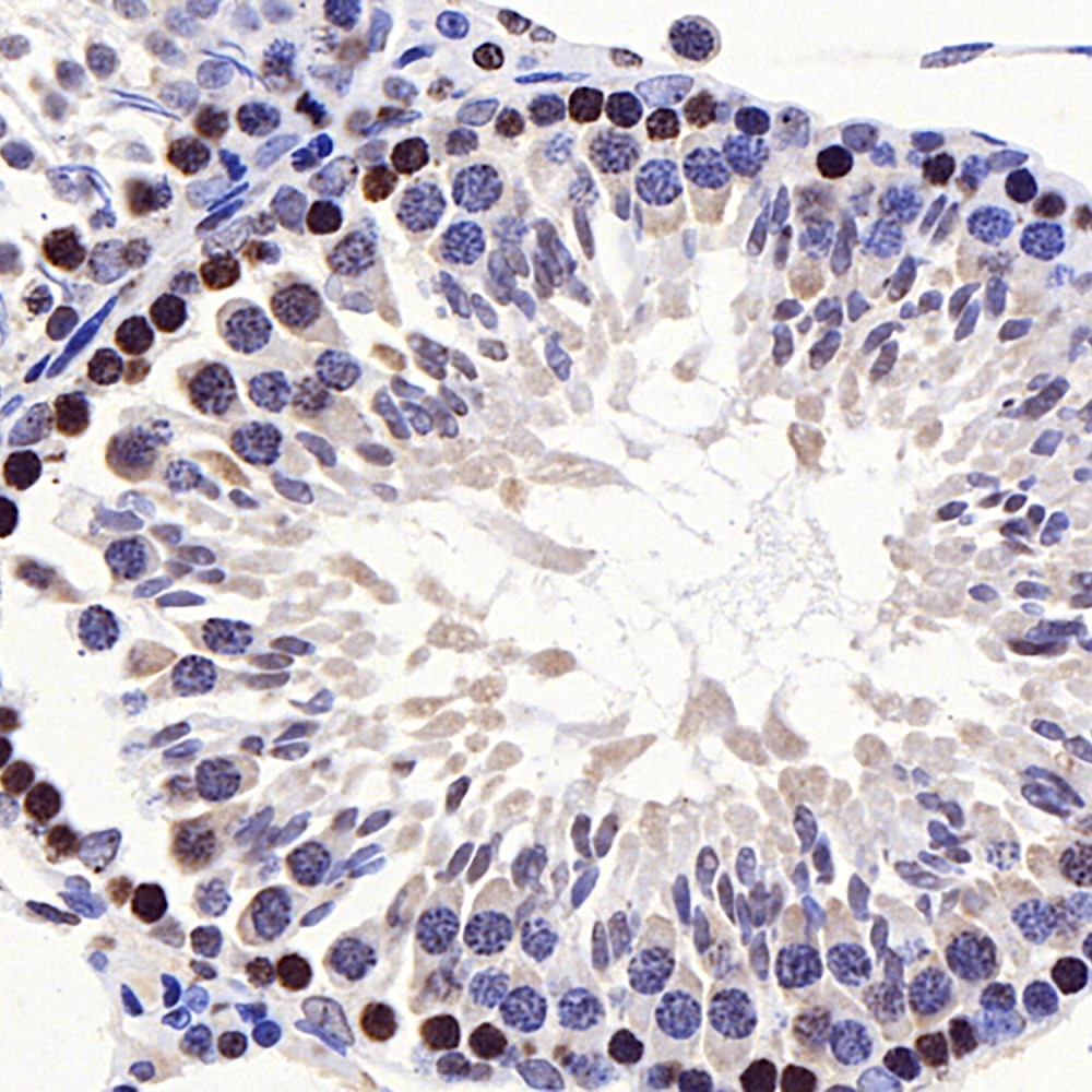 Immunohistochemistry analysis of paraffin-embedded rat testis  using GSK3 beta Polyclonal Antibody at dilution of 1:300.