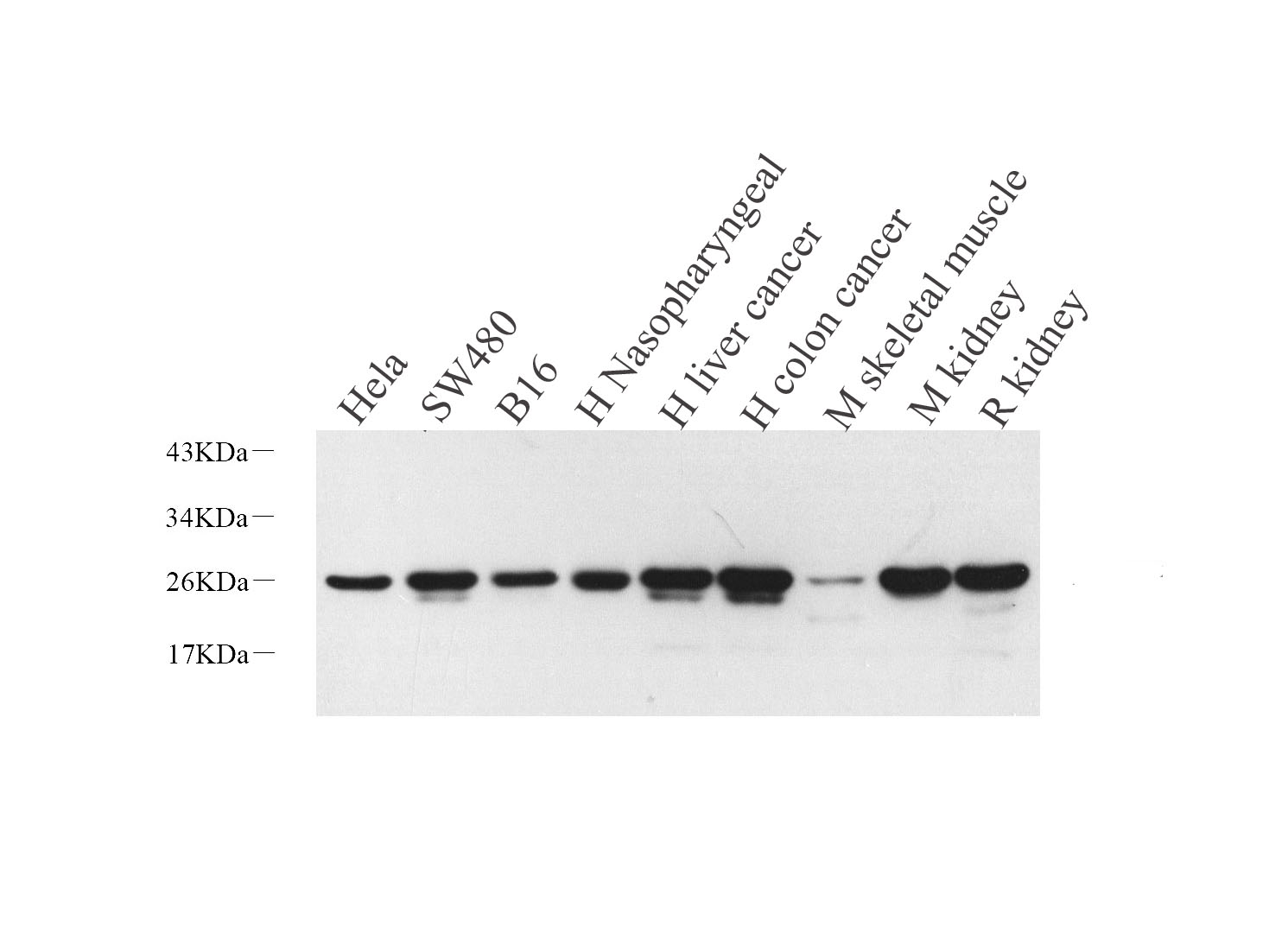 Western Blot analysis of various samples using HMGB1 Polyclonal Antibody at dilution of 1:1000.