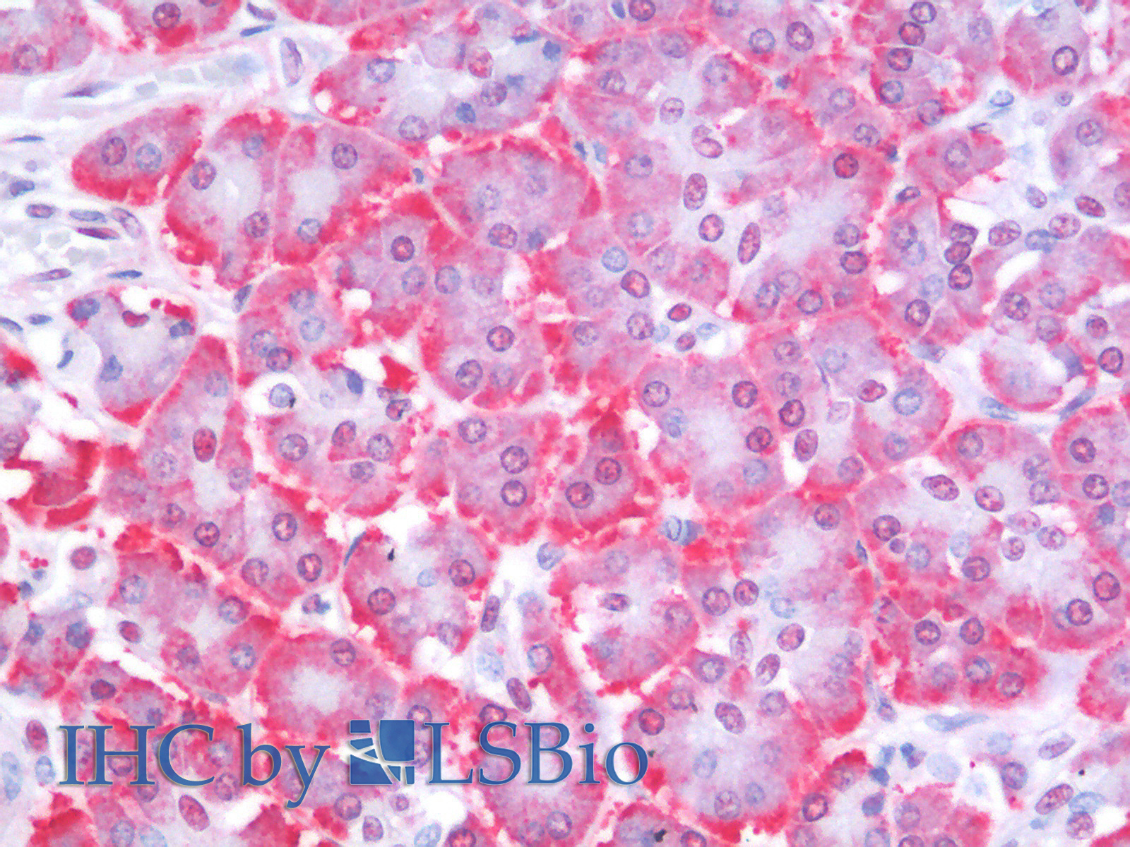 Immunohistochemistry analysis of paraffin-embedded Human Pancreas using PTEN Polyclonal Antibody.