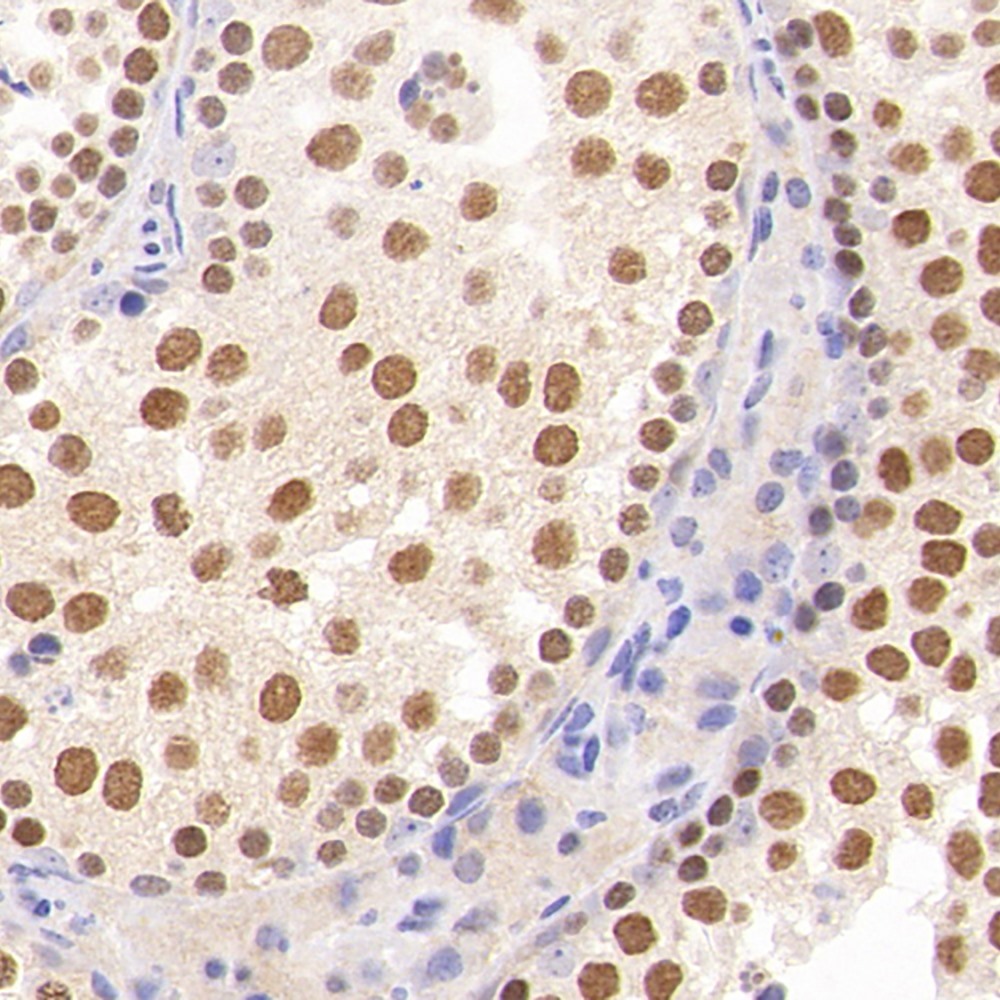 Immunohistochemistry analysis of paraffin-embedded mouse testis  using SIRT1 Polyclonal Antibody at dilution of 1:500.