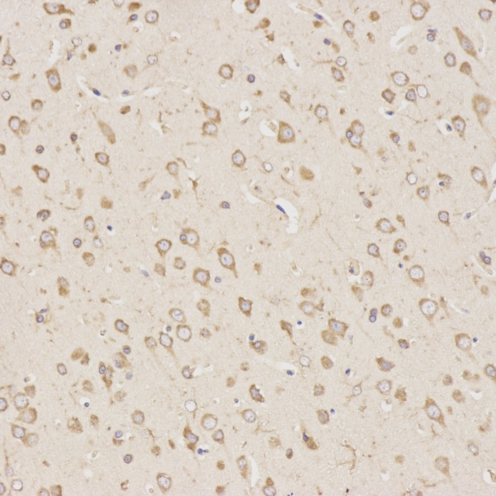 Immunohistochemistry analysis of paraffin-embedded mouse brain  using TGFB1 Polyclonal Antibody at dilution of 1:300.