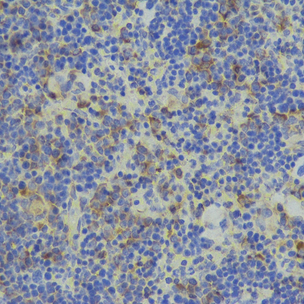 Immunohistochemistry analysis of paraffin-embedded rat spleen using TGFB1 Polyclonal Antibody at dilution of 1:300.