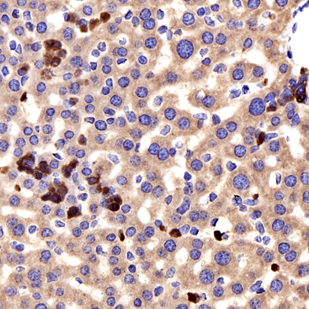 Immunohistochemistry analysis of paraffin-embedded mouse liver  using CCL2 Polyclonal Antibody at dilution of 1:300.