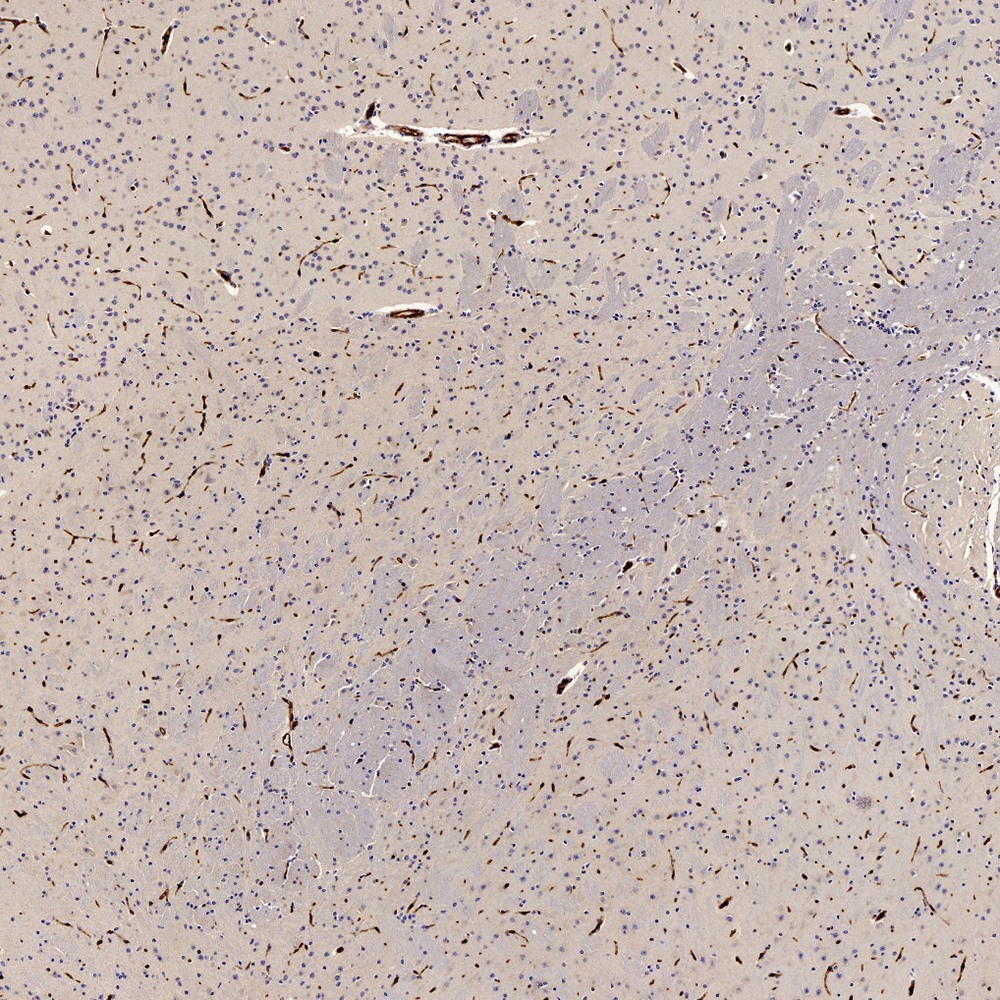 Immunohistochemistry analysis of paraffin-embedded Mouse brain  using GLUT-1 Polyclonal Antibody at dilution of 1:300.