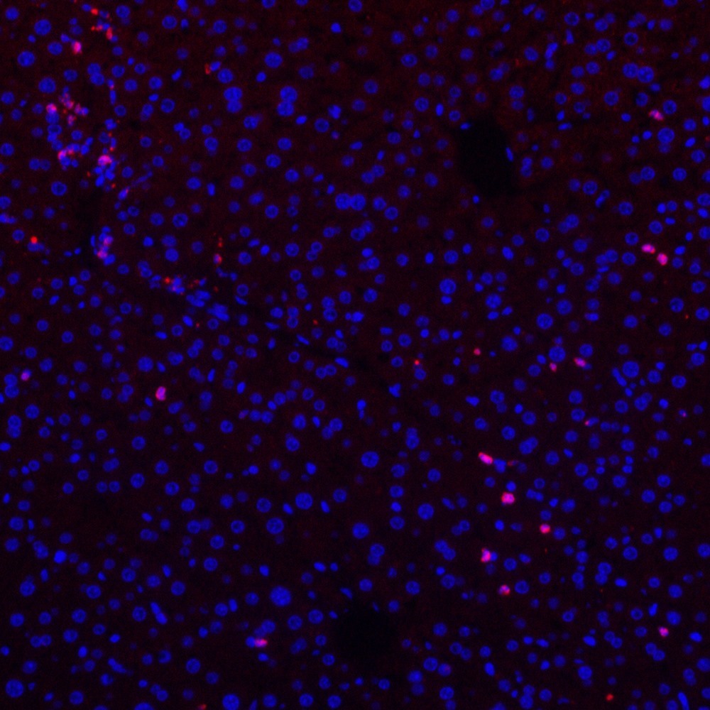 Immunofluorescence analysis of paraffin-embedded human liver  using MPO Polyclonal Antibody at dilution of 1:300.