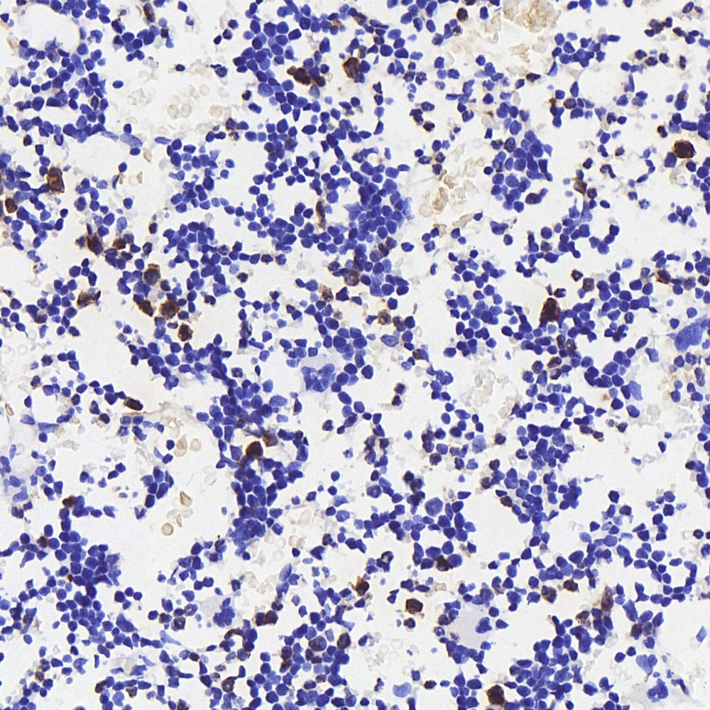 Immunohistochemistry analysis of paraffin-embedded mouse bone  using MPO Polyclonal Antibody at dilution of 1:300.